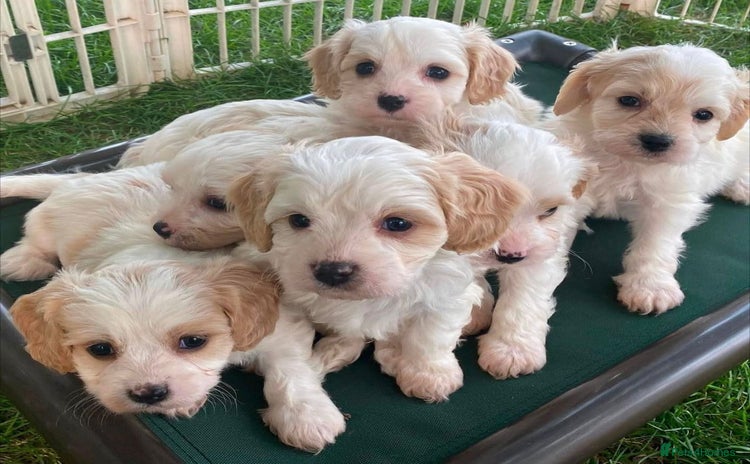 Cavachon dogs - Advert 1