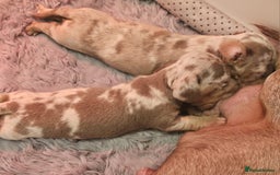 Dachshund dogs for sale: Isabella Dapple Dachshund Puppies - Advert 11
