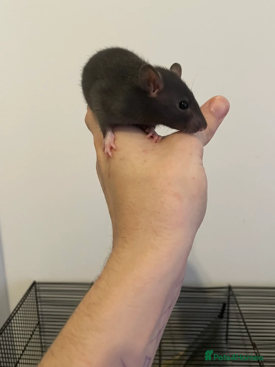 Rat rodents for sale: Pure Siamese and mixed Siamese babies  - Advert 8