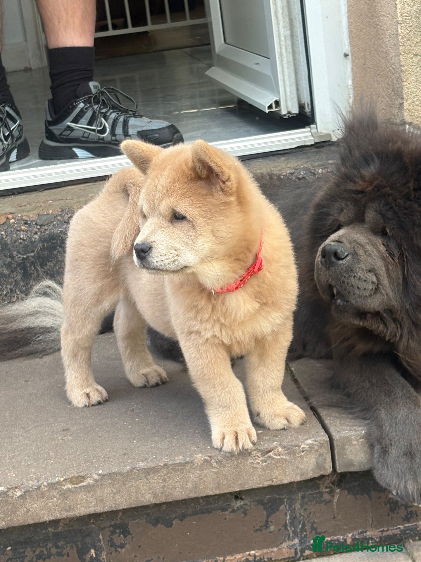 Chow Chow dogs Last chow girl  - Advert 6
