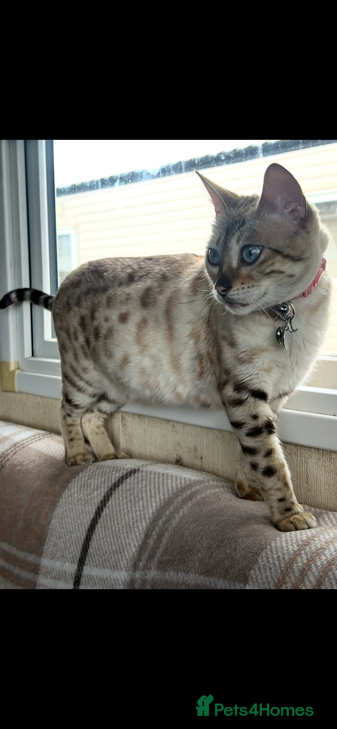 Bengal cats for sale: Female bengal kittens for sale  - Image 9