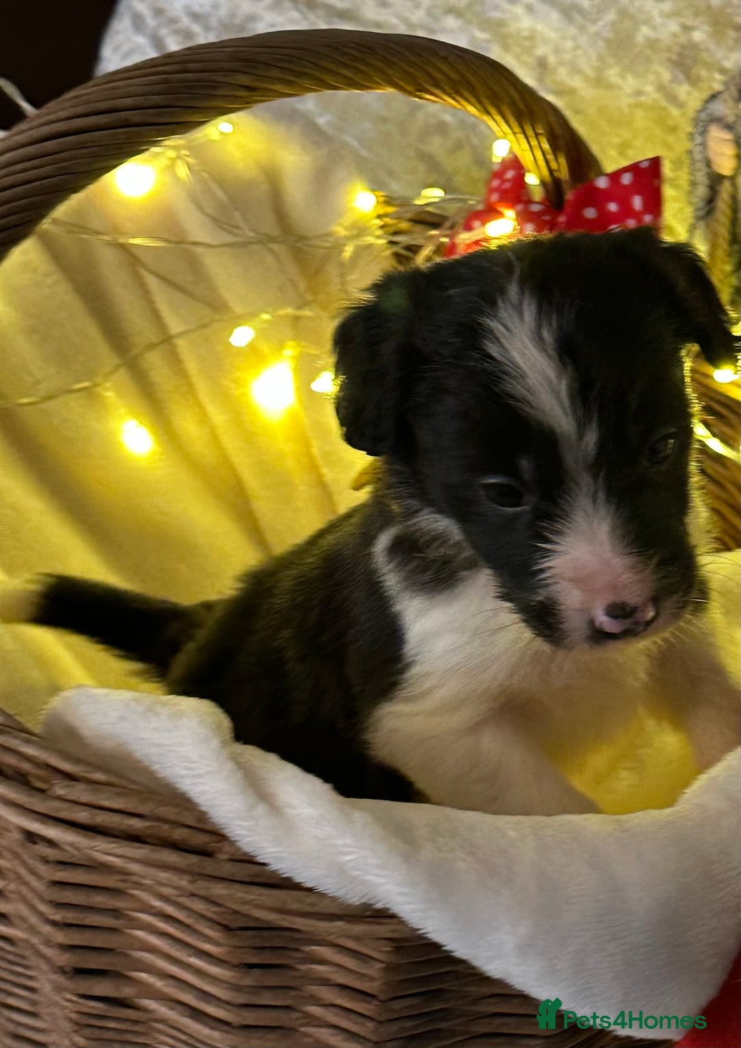 Border Collie dogs for sale: Boarder collie pups  - Advert 21