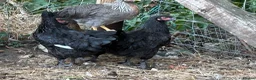 Chickens poultry for sale: French Moran/pekin bantam  - Advert 4