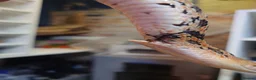 Corn Snake reptiles for sale: Bullsnakes and Cornsnakes  in Stockport - Advert 3