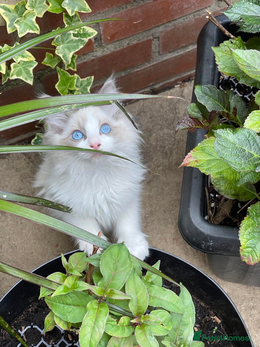 Ragdoll cats for sale: Pure Bred Ragdoll Kittens Available - Image 2