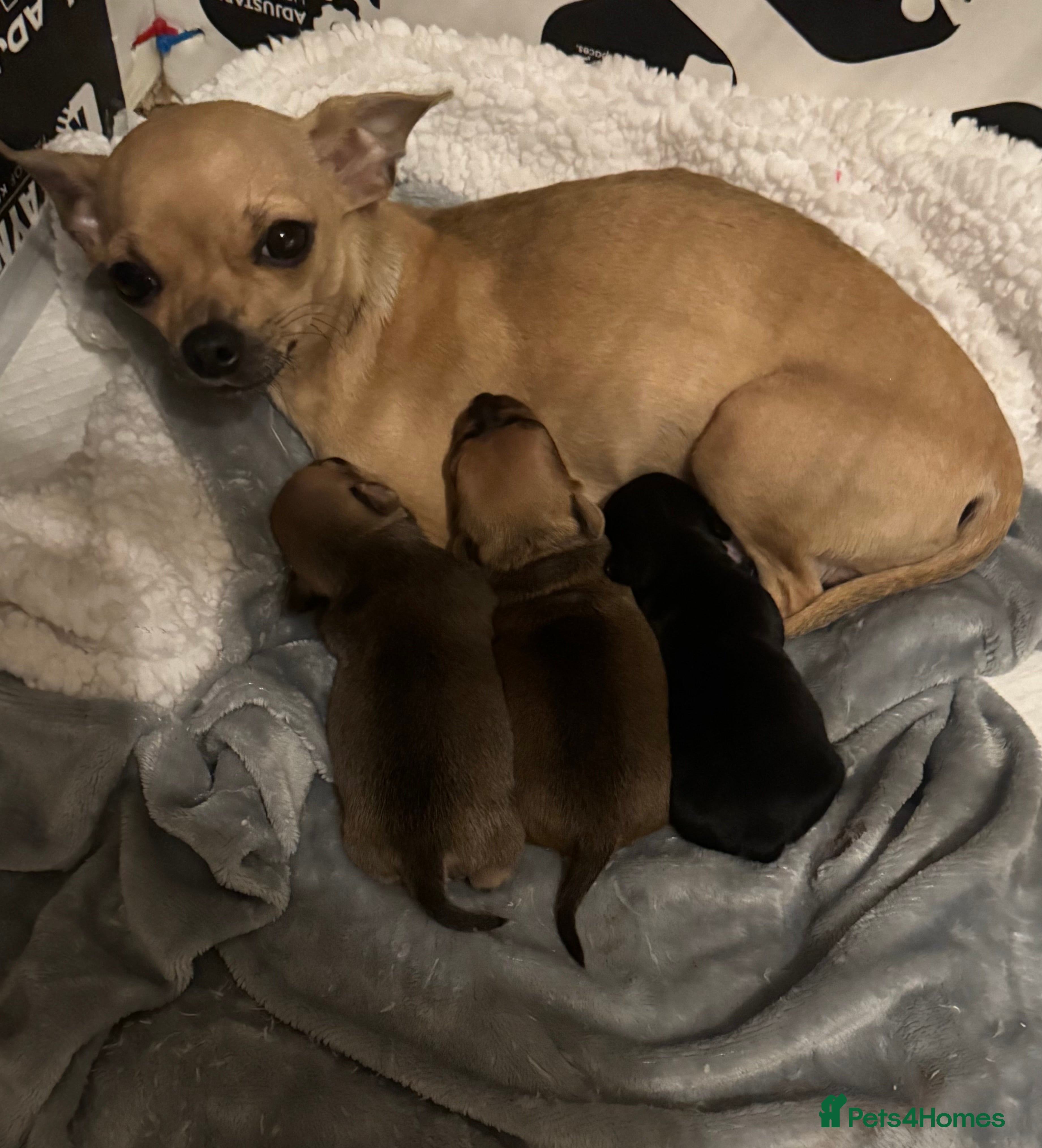 Chihuahua dogs 1 girl 1 boy  - Advert 1