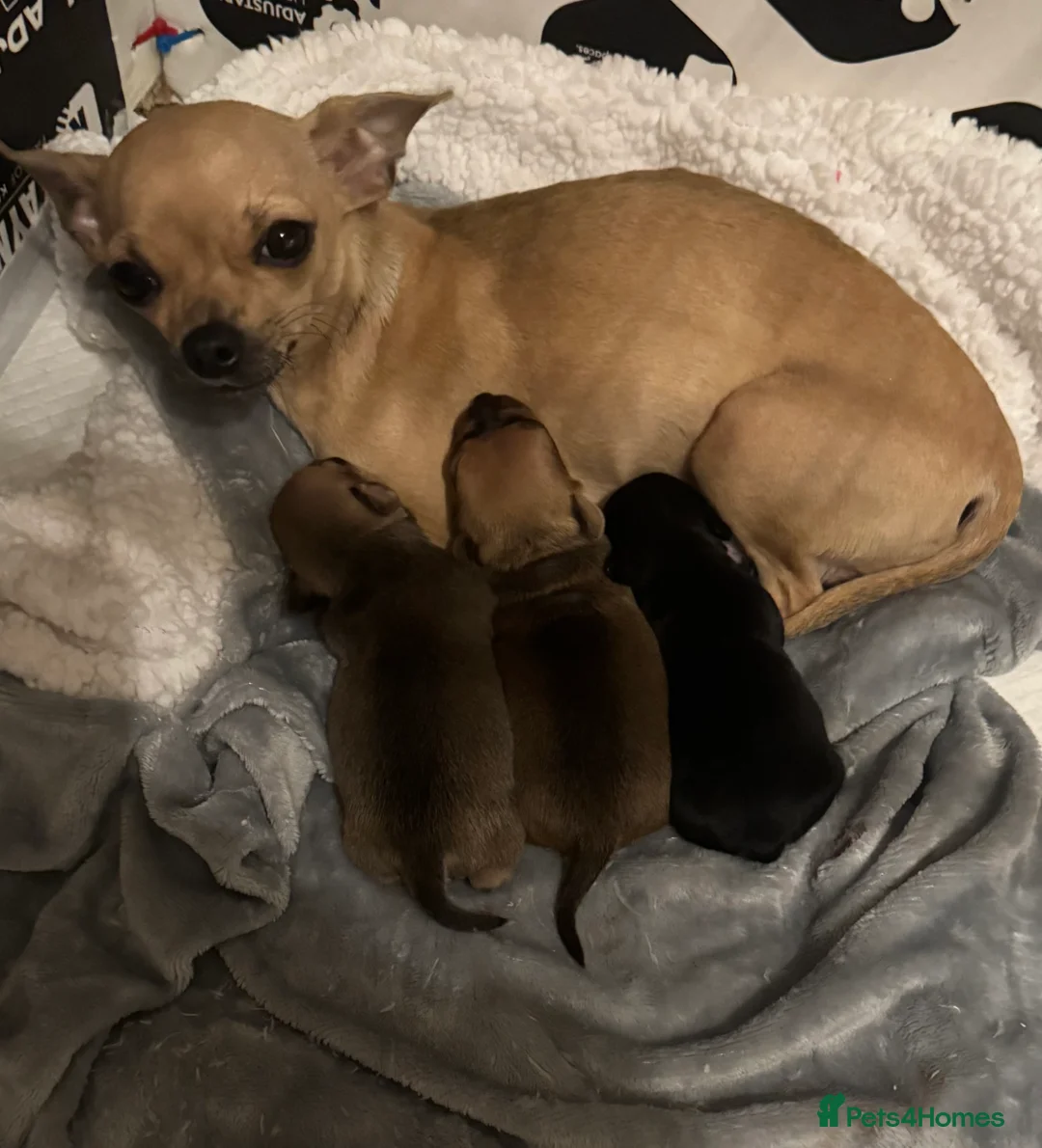 Chihuahua dogs for sale: 1 girl 1 boy  - Advert 1