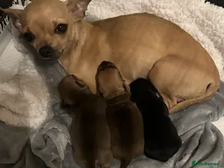 Chihuahua dogs 1 girl 1 boy - Advert 6