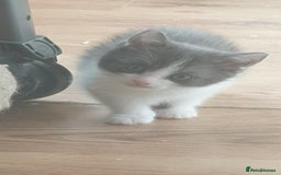 Ragdoll cats for sale: Ragdoll x tabby kittens - Image 21