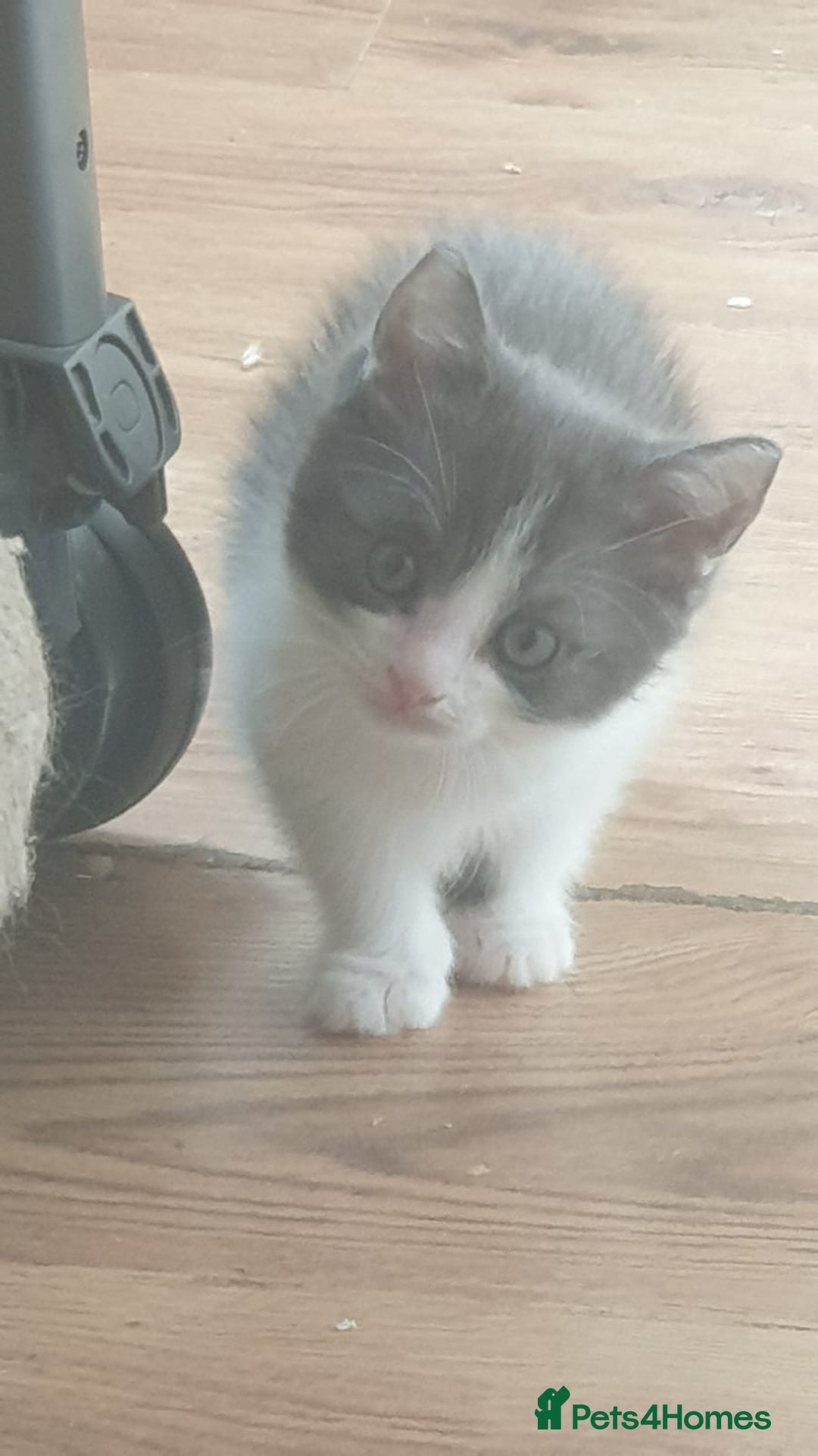 Ragdoll cats for sale: Ragdoll x tabby kittens - Image 21