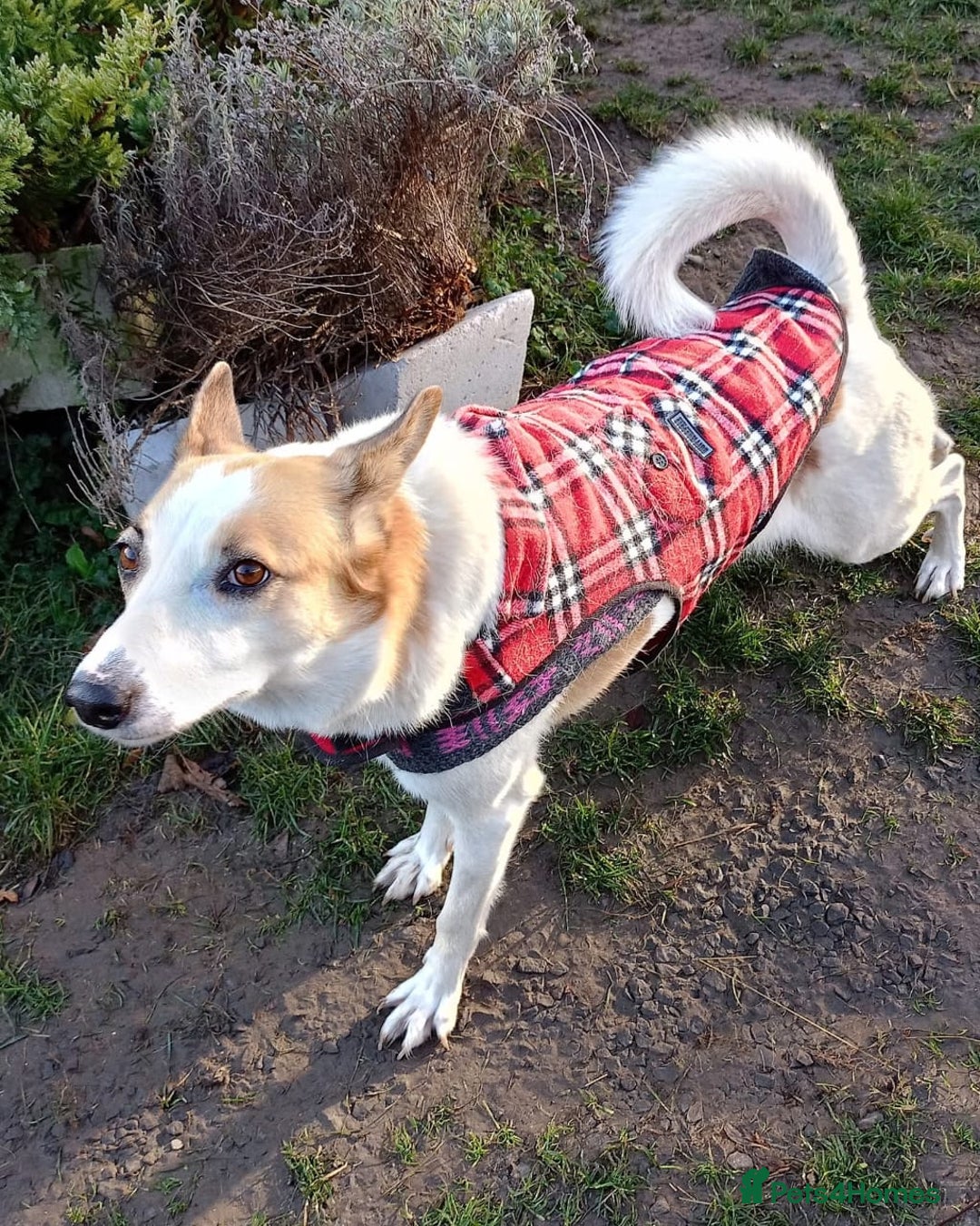 Mixed Breed dogs for adoption: 💖ALAYA- Gentle 4 Years Girl Dreaming of Home💖 - Advert 2