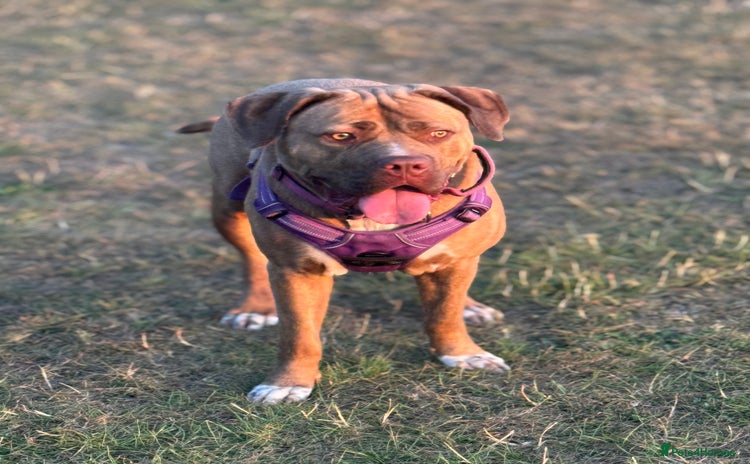Mixed Breed dogs - Advert 2