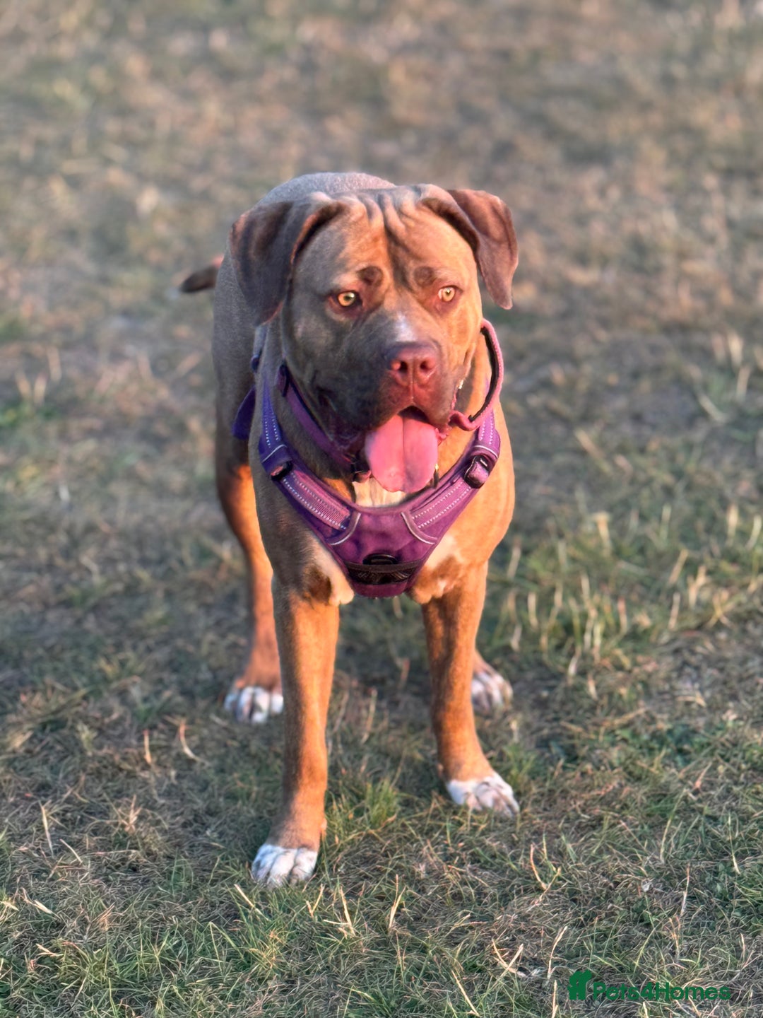 Mixed Breed dogs for sale: Nala  - Image 1