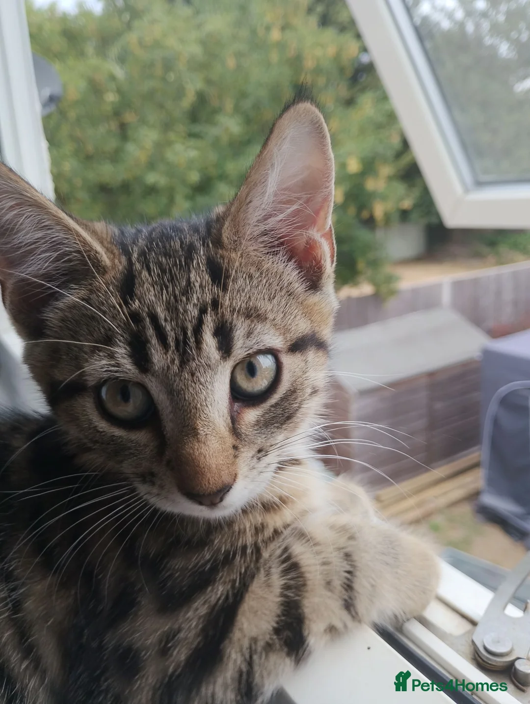 Mixed Breed cats for sale: Butiful kittens need good homes  in Reading - Advert 2