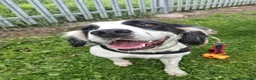 English Springer Spaniel dogs for adoption: Sunny - Advert 2
