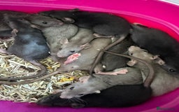 Rat rodents for sale: Rescue Baby Rats - Image 6