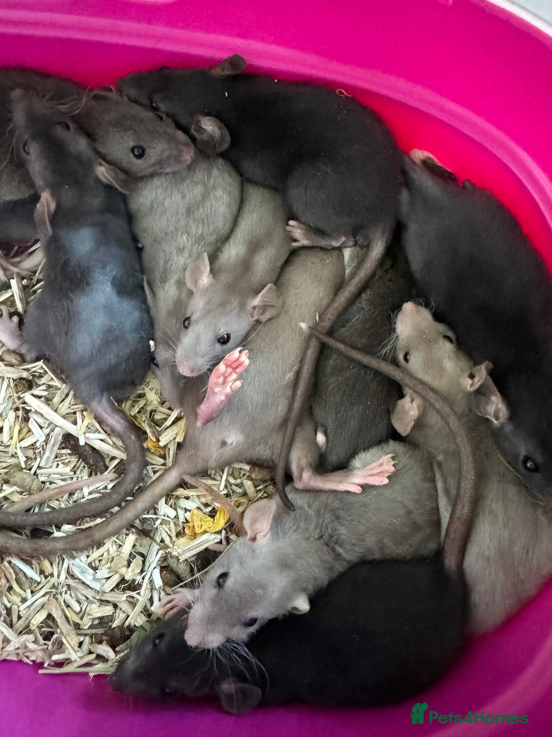 Rat rodents for sale: Rescue Baby Rats - Image 6
