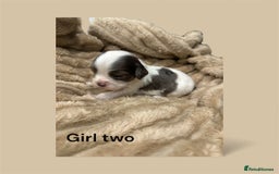 Cavapoo dogs for sale: ** RARE CAVAPOO PUPPIES DNA 🧬 CLEAR ** - Advert 12