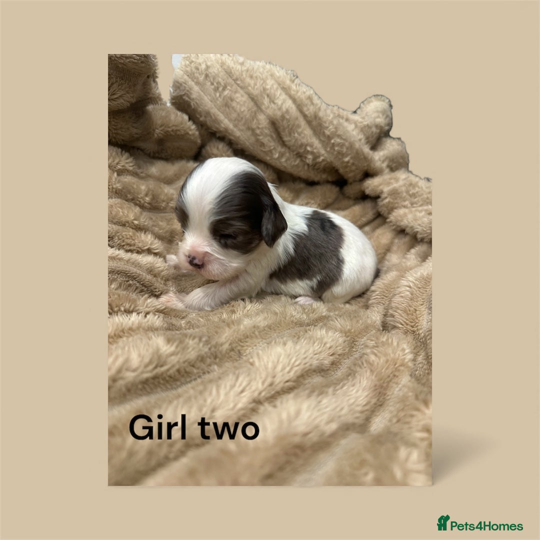 Cavapoo dogs for sale: ** RARE CAVAPOO PUPPIES DNA 🧬 CLEAR ** - Advert 12