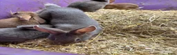 Rex rabbits for sale: Velvet Rex babies  - Advert 8
