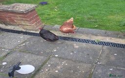 Chickens poultry for sale: Female chickens and male chickens - Image 6
