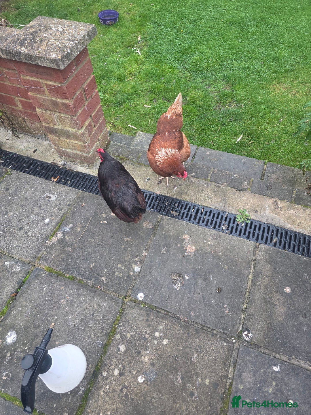 Chickens poultry for sale: Female chickens and male chickens - Image 6