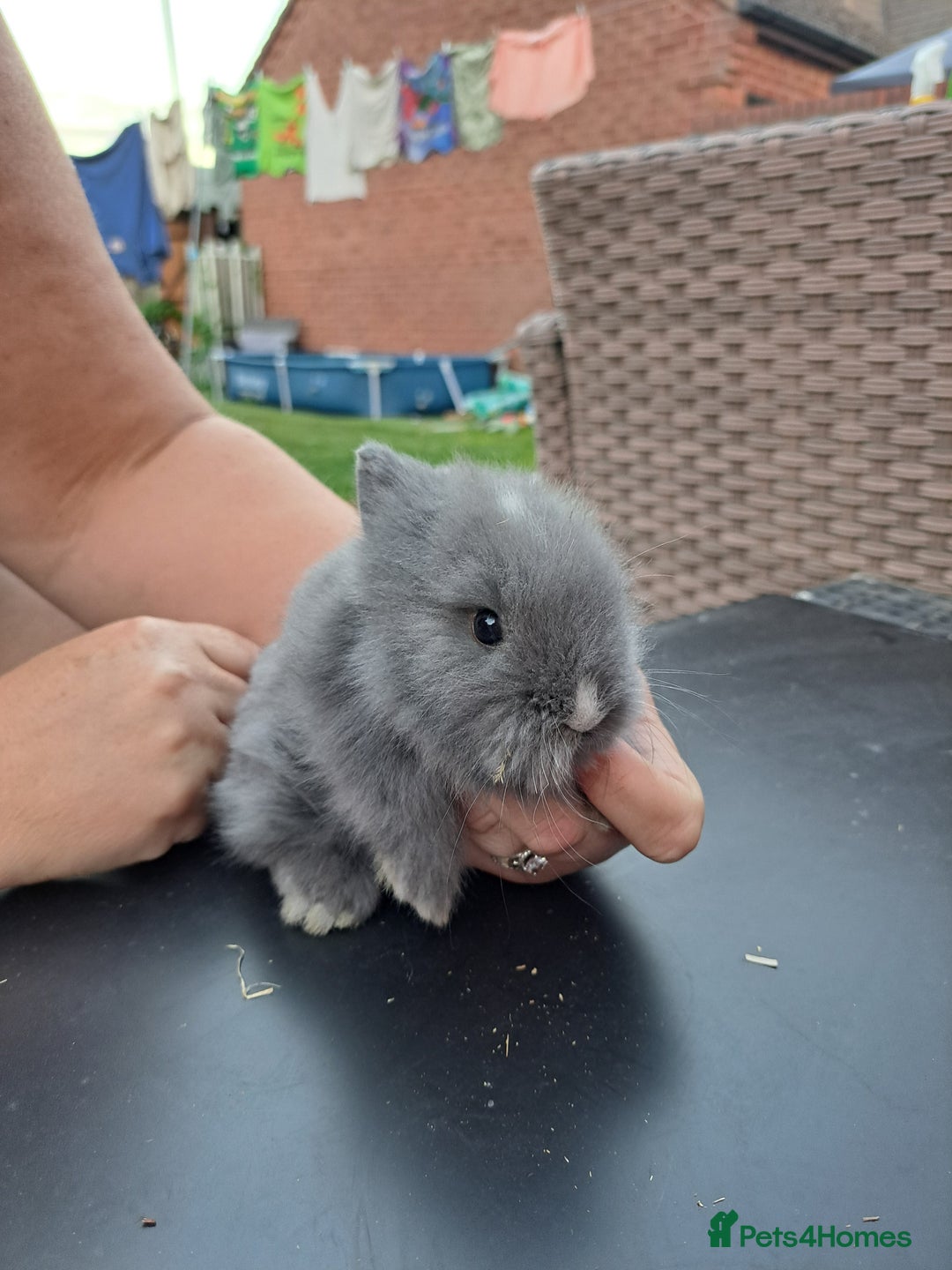 Lionhead rabbits for sale: Gorgeous Double maned lionheads - Image 1