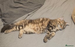 Persian cats for sale: Persian Kitten - Image 5