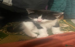 Mixed Breed cats for sale: Black-white male and calico female - Image 4