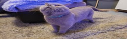 British Shorthair cats for stud: Lilac GCCF active stud Manchester  in Manchester - Advert 3