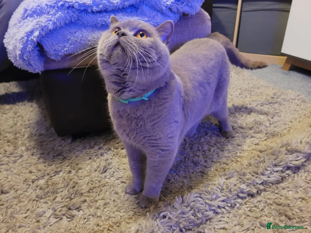 British Shorthair cats for stud: Lilac GCCF active stud Manchester  in Manchester - Advert 3