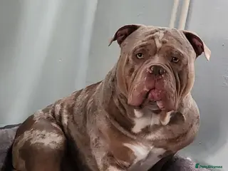 American Bully dogs AMERICAN POCKET BULLY STUD - Advert 6