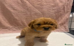 Cavapoo dogs for sale: Adorable red cavapoo pups - Advert 3