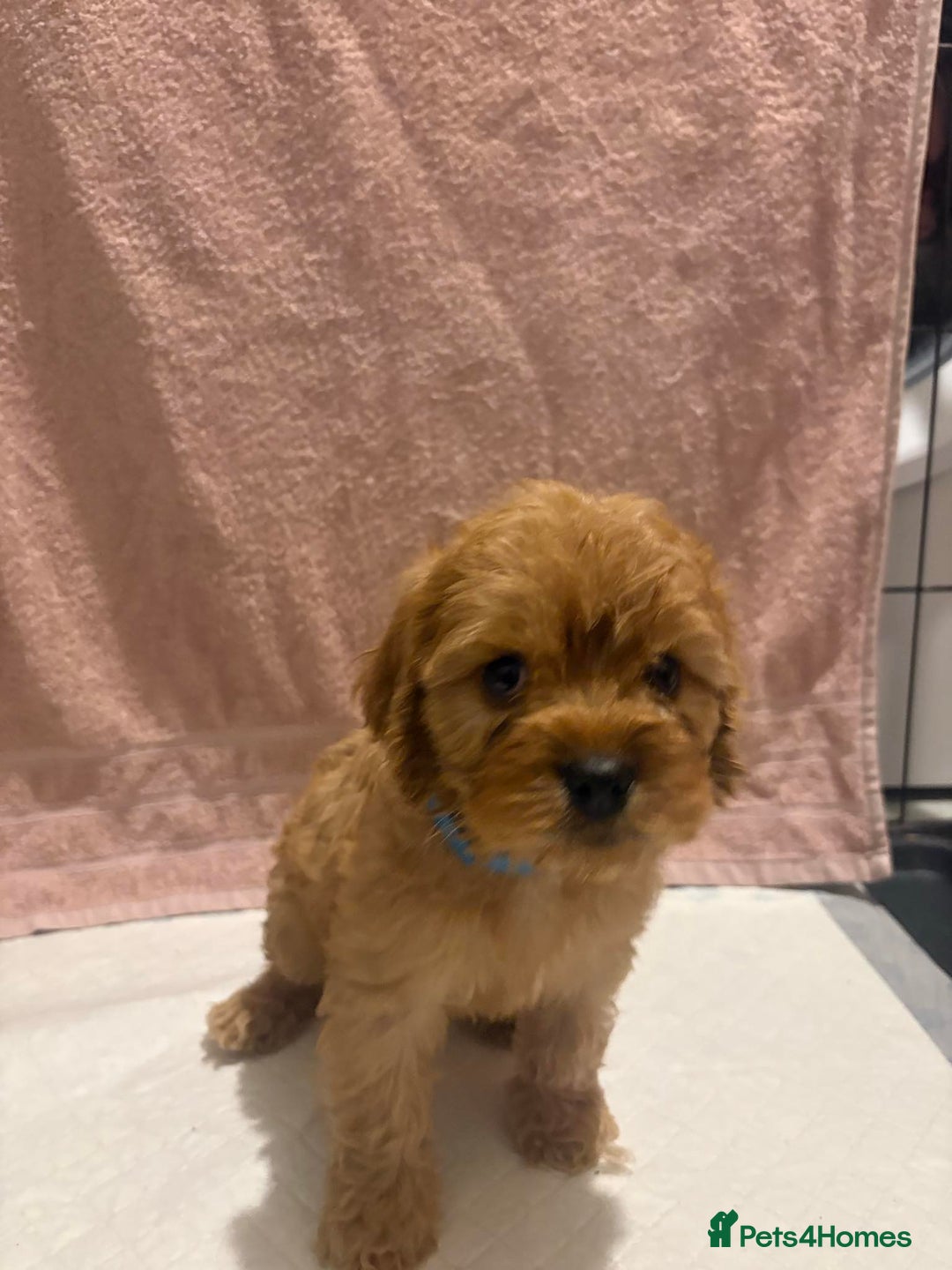 Cavapoo dogs for sale: Adorable red cavapoo pups - Advert 3
