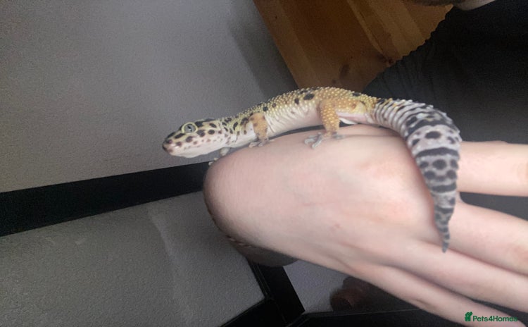 Leopard Gecko reptiles - Advert 1