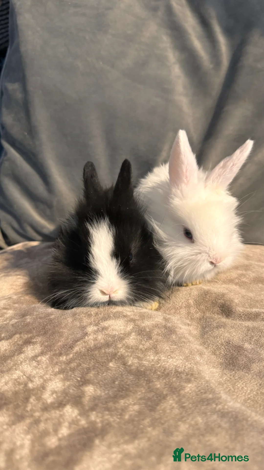 Mixed Breed rabbits for sale:     Fluffy Lionhead & Netherland Dwarf Mix Bunnies - Advert 15