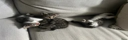 Siberian cats for sale: Beautiful Siberian Cross Kittens  - Advert 13