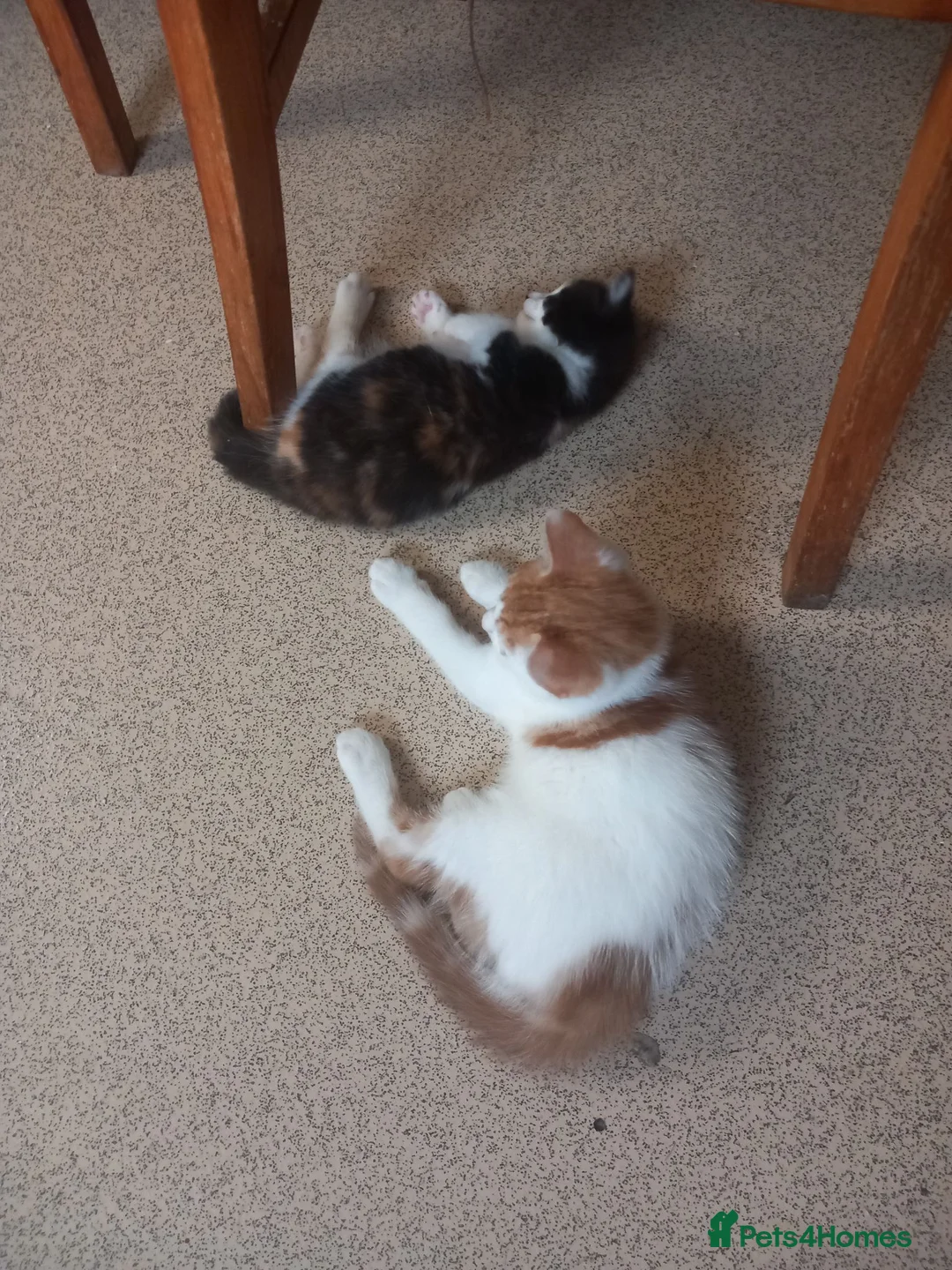 British Shorthair cats for sale: A very beautiful Calico girl for sale - Advert 2