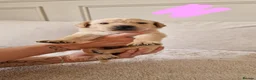 Labrador Retriever dogs for sale: Golden Labrador puppies (shorthair) - Advert 10
