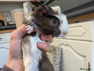 Guinea Pig rodents Male guinea pigs - Advert 3