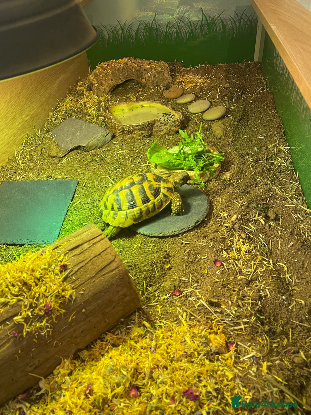 Hermann Tortoise reptiles for sale: Male Hermann Tortoise 5 years old with enclosure  - Advert 1