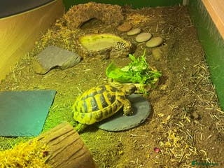 Hermann Tortoise reptiles Male Hermann Tortoise 5 years old with enclosure - Advert 2