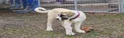 Anatolian Shepherd dogs for sale: Anatolian Shepherd Pups - KC Registered in Carluke - Advert 6