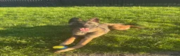Belgian Shepherd Dog dogs for sale: 8 month Belgian Malinois in Birkenhead - Advert 9