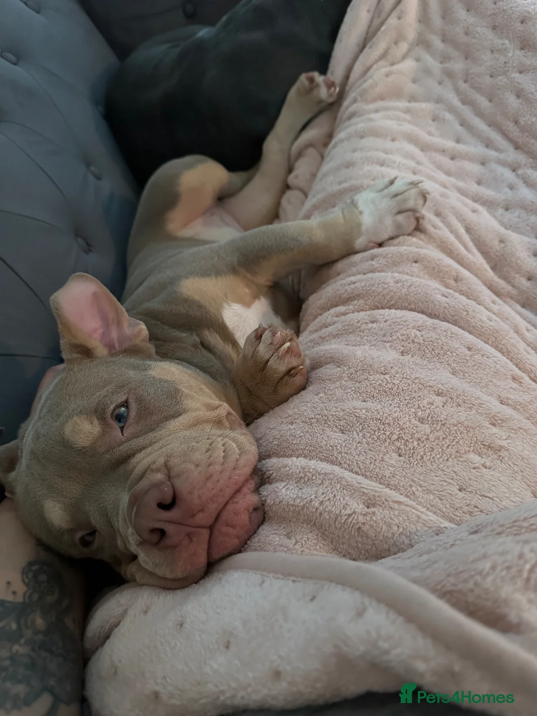 American Bully dogs for sale: Rehoming Micro bully  - Advert 3