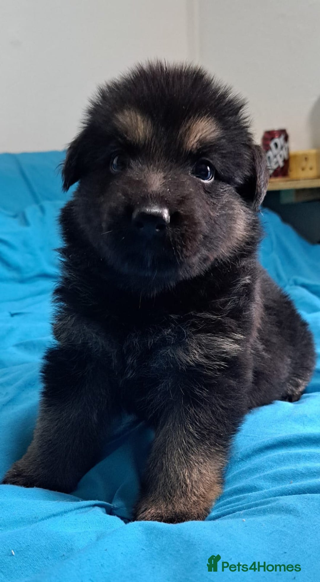 German Shepherd dogs for sale: German shepherd puppies 2boys/2girs  - Image 4