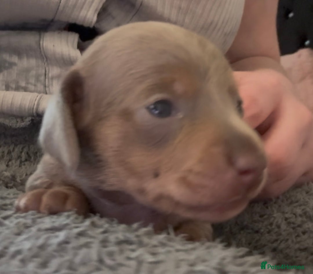 Miniature Dachshund dogs for sale: 🐾🌟KC Reg Miniature Dachshund Puppies🌟🐾 - Advert 16