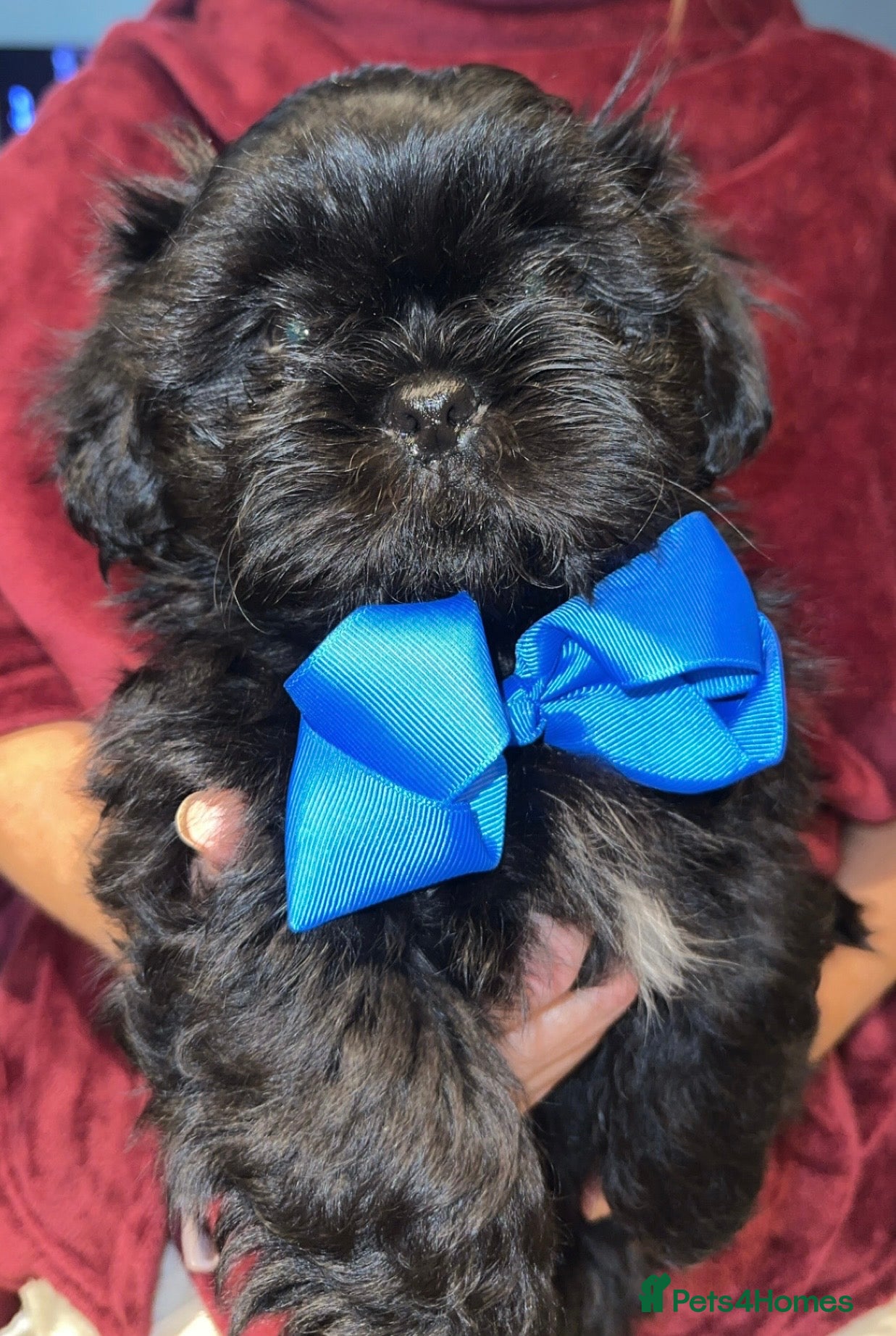 Shih Tzu dogs Shih Tzu Puppies  - Advert 4