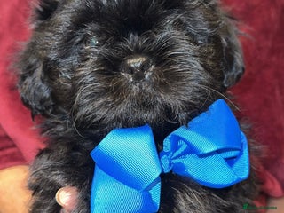 Shih Tzu dogs Shih Tzu Puppies - Advert 5