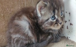 Mixed Breed cats for sale: Stunning long hair kittens for sale - Image 23